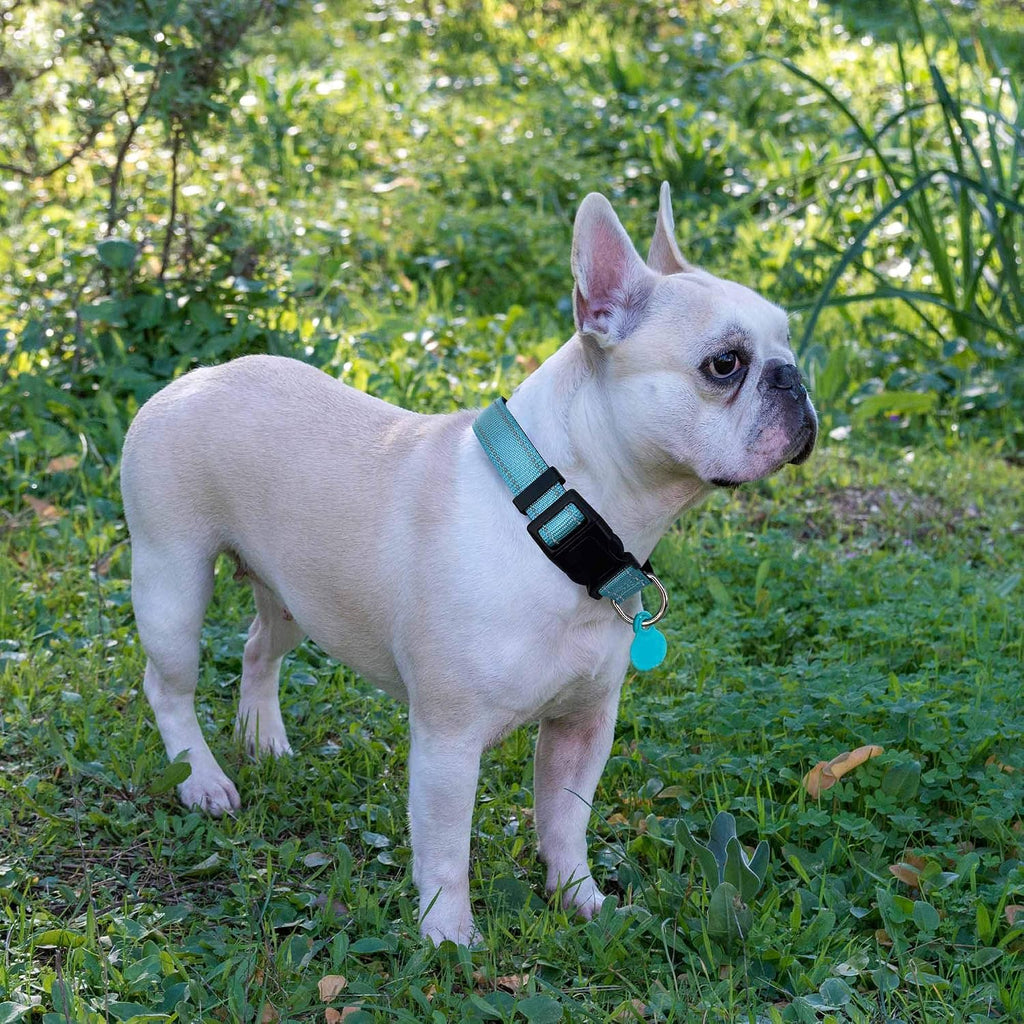 Ladoogo Reflective Dog Collar Padded with Soft Neoprene, Medium, Turquoise