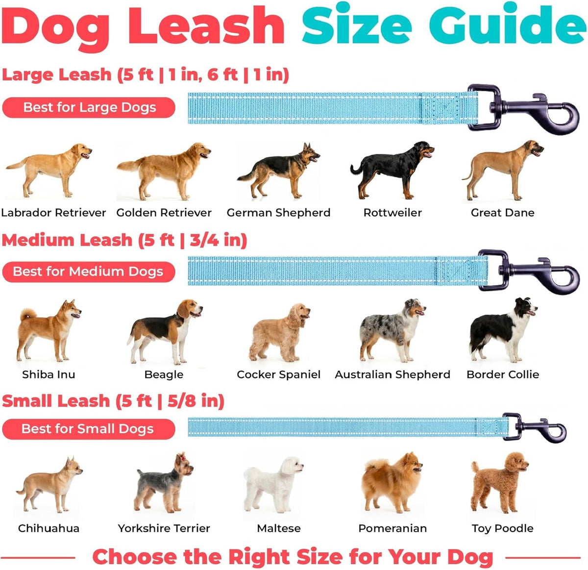 Best Pet Supplies Voyager Nylon Dog Leash - Baby Blue, Small