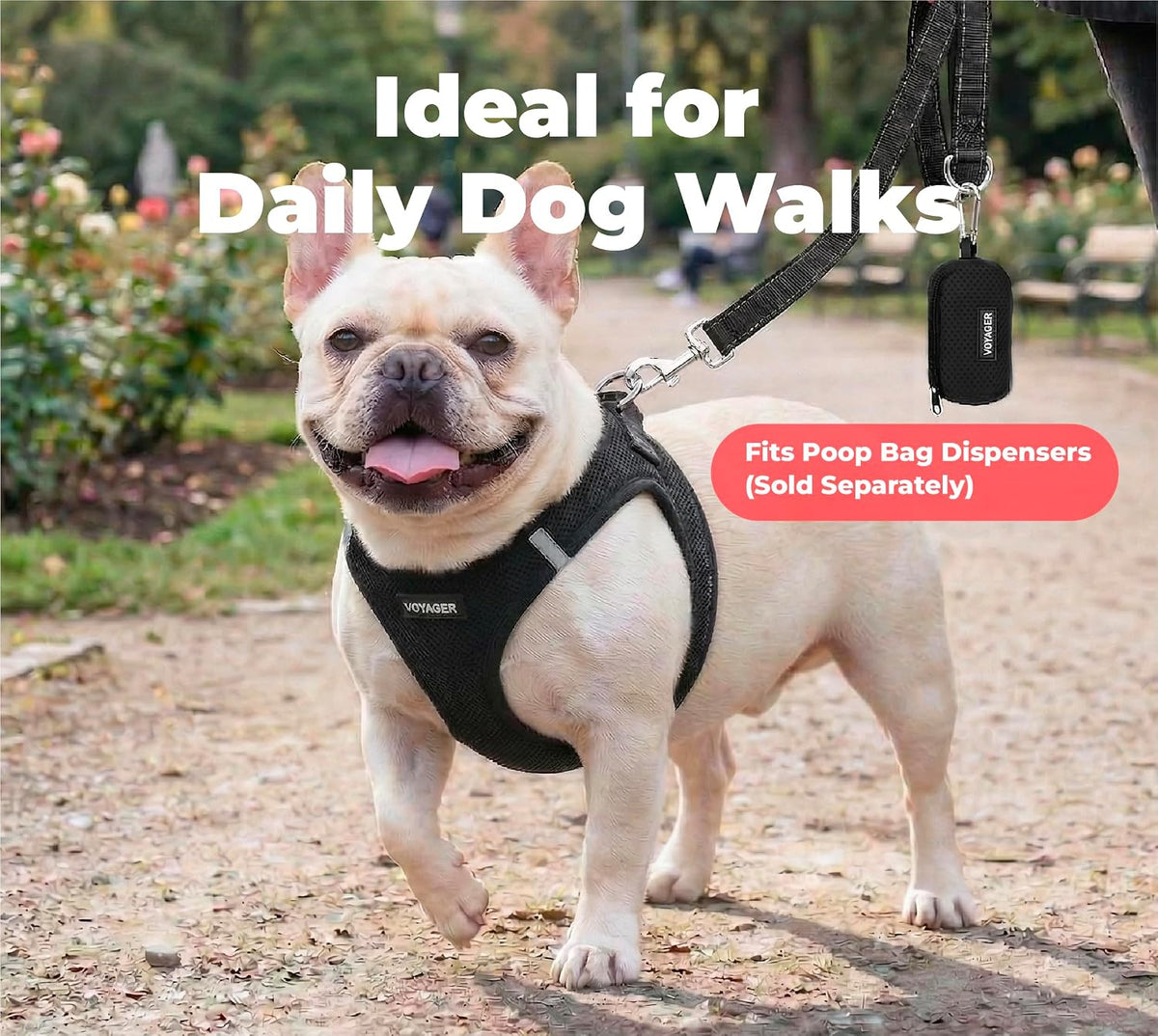 Best Pet Supplies Voyager Nylon Dog Leash - Black, Small