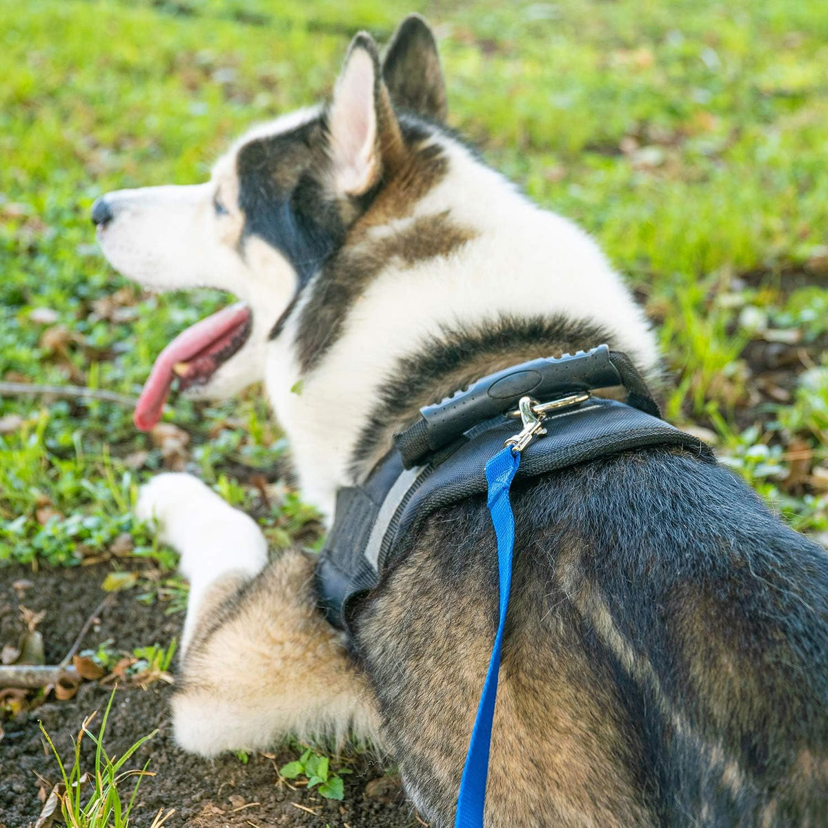 Hi Kiss Dog/Puppy Obedience Recall Agility Lead - 15ft 20ft 30ft 50ft 100ft Leash - Great for Training, Play, Camping, or Backyard - Orange 20ft